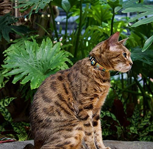 RC Evcil Kitty Ayrılıkçı Kedi Yaka, Kedi-titude