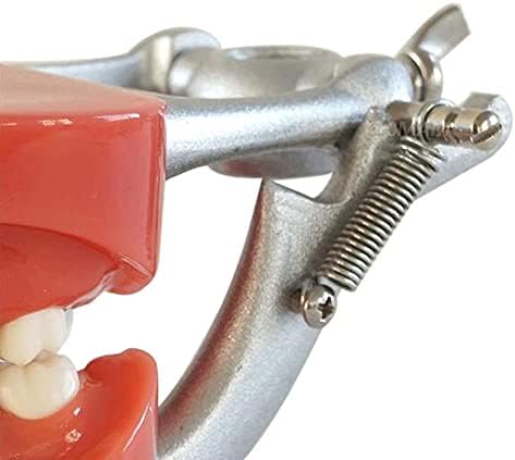 Diş Modeli Diş Ortodonti Gösteri Modeli Okuyan Açıklayan Modeli Yetişkin ve Çocuklar için